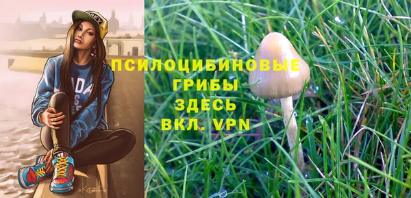 стаф Козловка